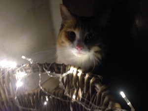 Ripley and some lights